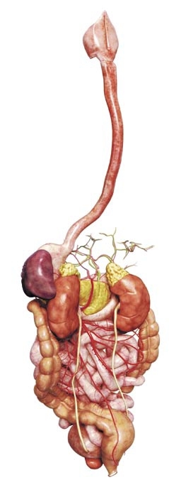 imagine cu perforatia esofagului